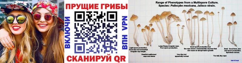 Псилоцибиновые грибы мухоморы  как найти   Заозёрный 